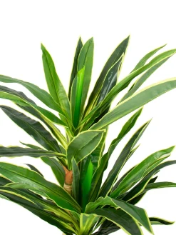 Kunstig Dracena Plante - Højde 170 cm - Lange flotte blade - Kunstig gulvplante